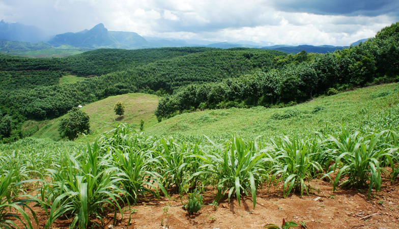 Global Land Project