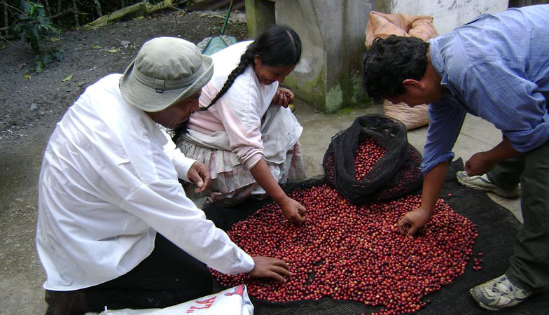 The best coffee beans are picked out
