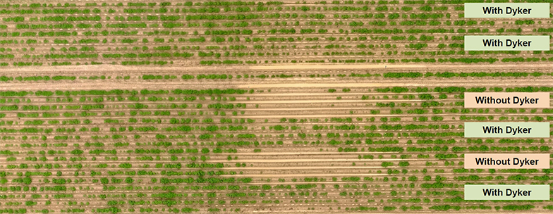 Dyker potato field