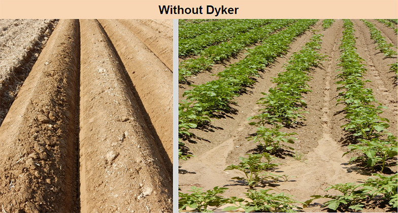 Dyker, potato field