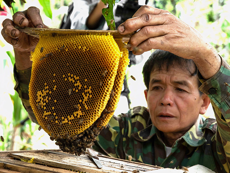 Ein laotischer Bauer und Imker überprüft die Honigproduktion in einem Bienenkasten