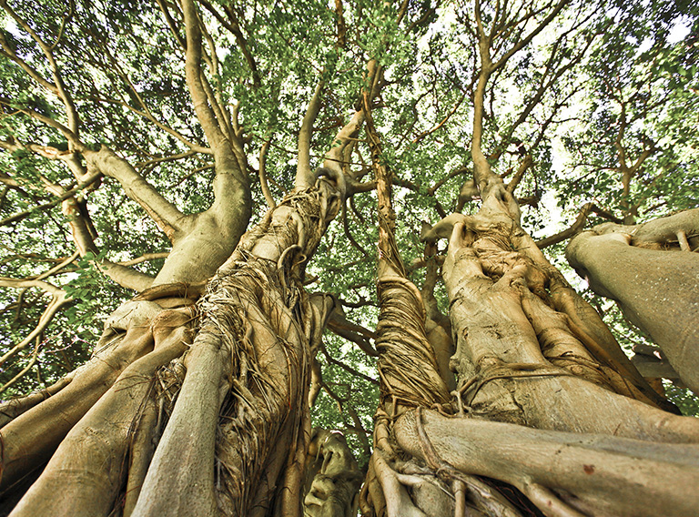 Huge old tree with multiple trunks photographed from below towards the sky