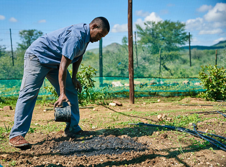 Pflanzenkohle wird auf einem Feld ausgebracht