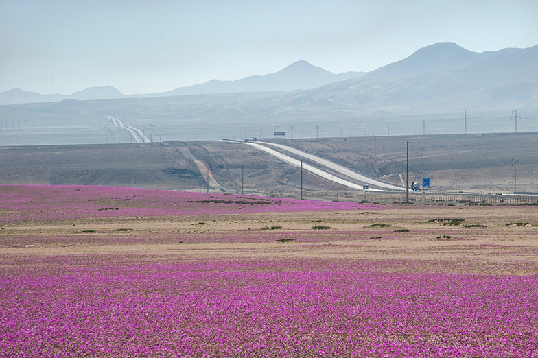 A landscape of lower hills, criss-crossed by a seemingly endless, dead-straight road. Mountains can be seen in the background.