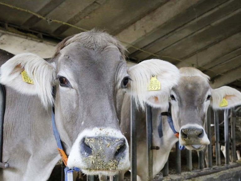 cows
