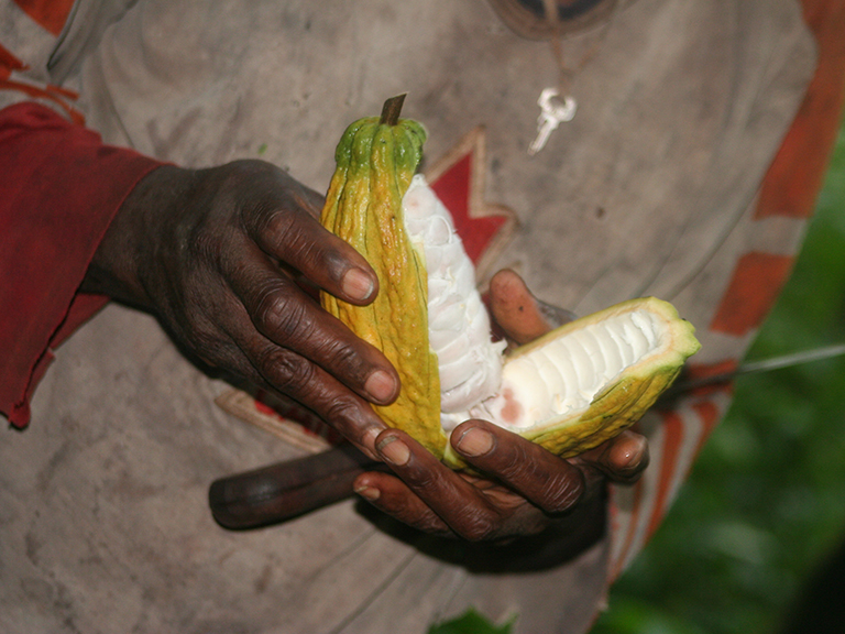 Cocoa farmer opens a cocoa pod