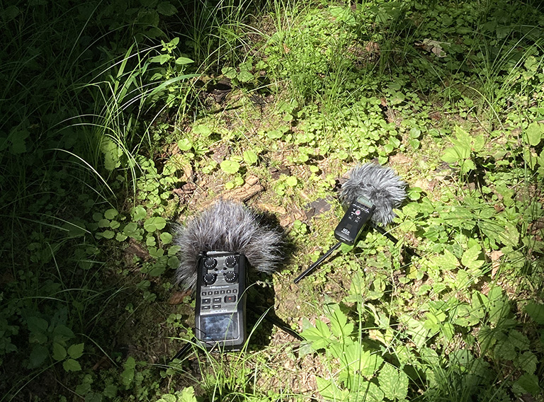 Tonaufnahmegeräte auf Waldboden