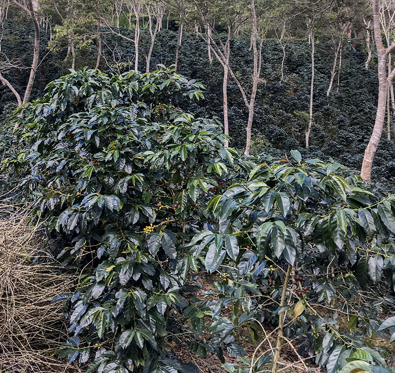mature coffee plants bearing fruit