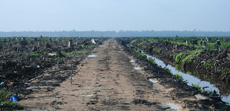 A desolate dirt track, with the trees on either side having been felled. A wood can be seen in the background.
