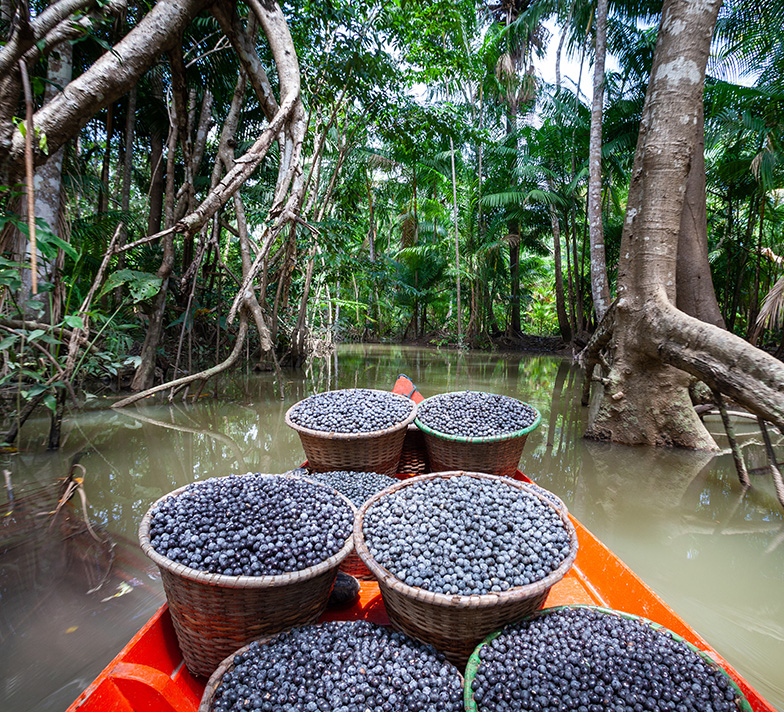 Acai berries shipped on the Amazon