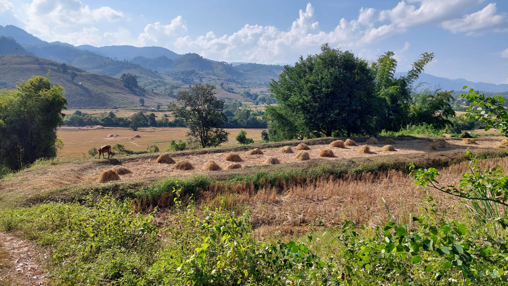 Rice-growing landscape in Phonsavan province, Lao PDR