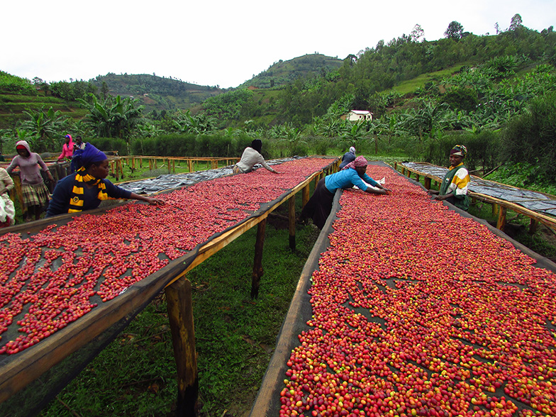 Women sorting cherries at a coffee washing station in Western Rwanda
