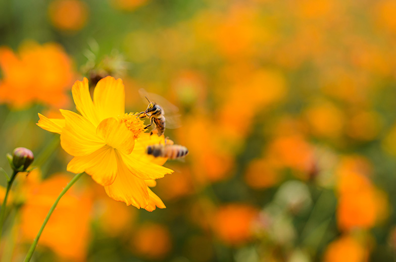 Bee pollinating a flower