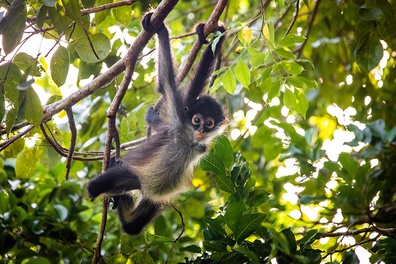 Spider monkey