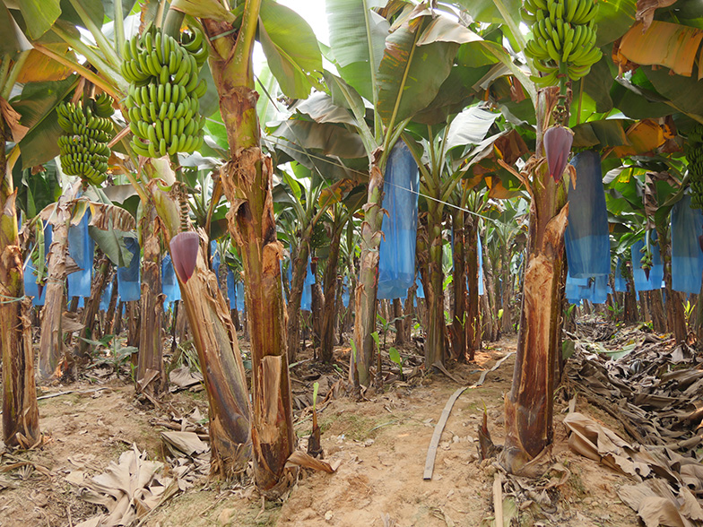 Banana plantation in Southeast Asia