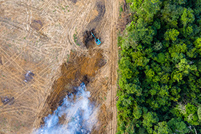 Rainforest being removed to make way for a monoculture