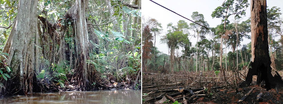 sacred forest vs degraded forest patch