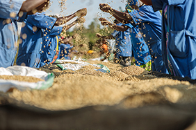 workers sorting coffee beans