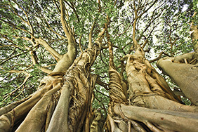 Huge old tree with multiple trunks photographed from below towards the sky