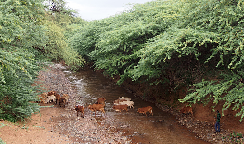 Prosopis invasion near Bogoria, Kenya