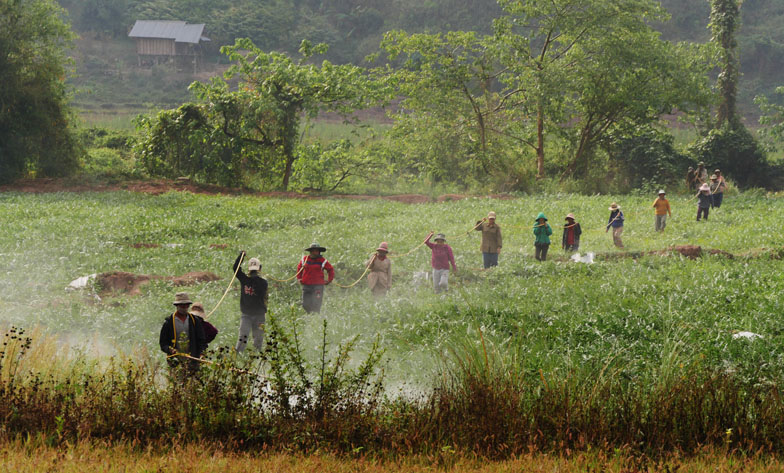 Farm workers on a plantation