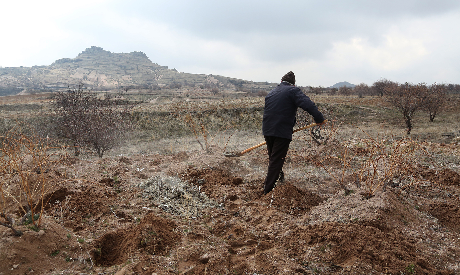 Ahmet fertilizes volcanic ash soil with pigeon manure using the dusting and aeration technique.