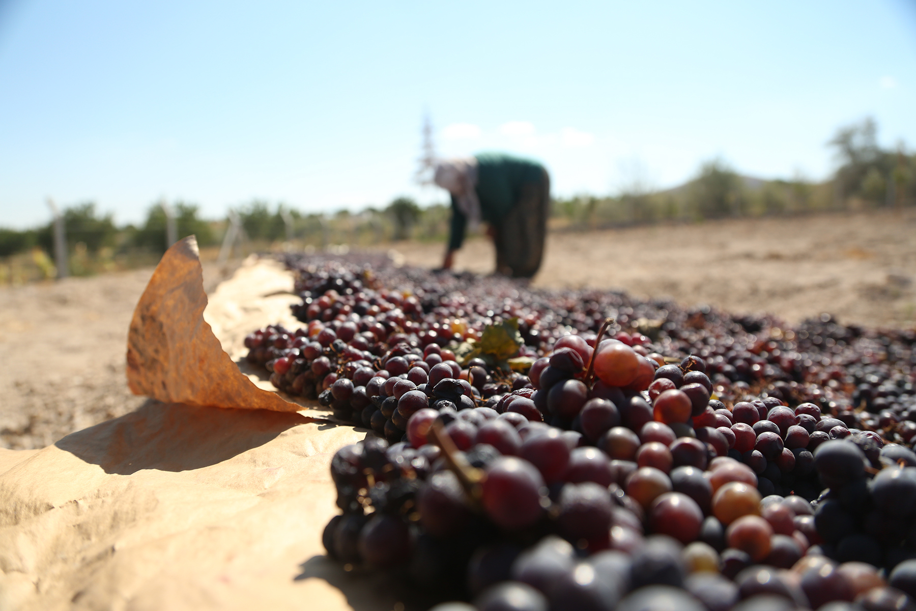 After the harvest, the grapes are dried (Uçhisar village).