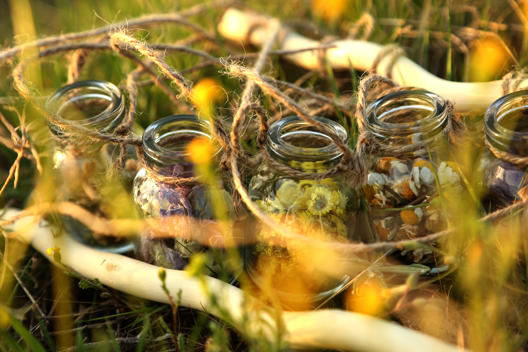 wild teas and herbs