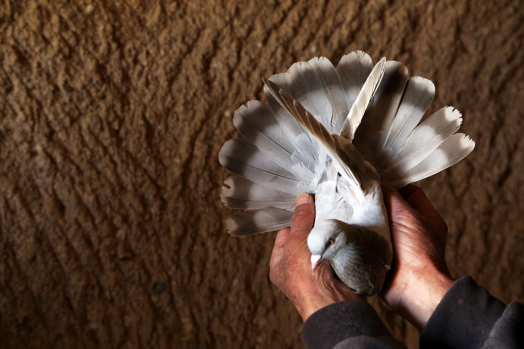 Pigeon breeder showcasing his pigeon’s feathers and balance.