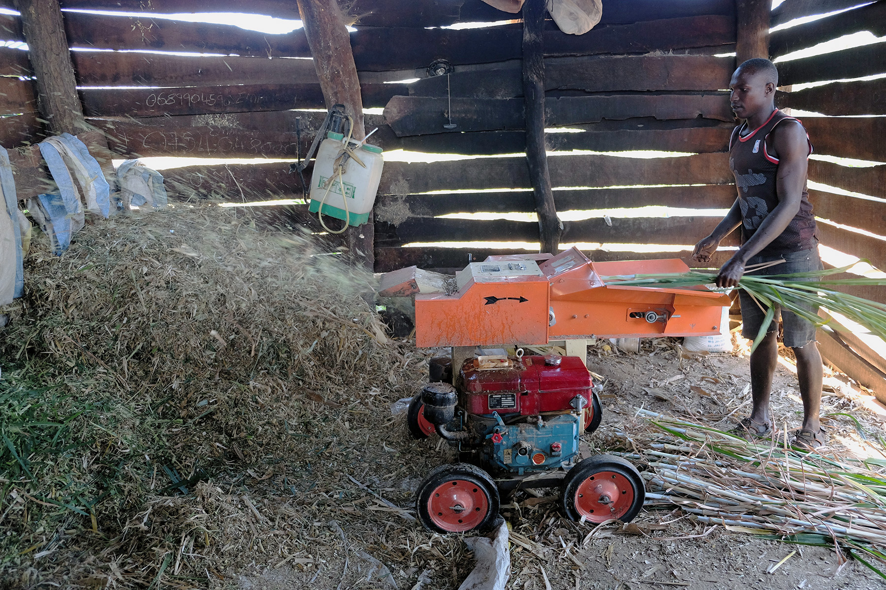 Man chopping up dried grass