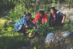 MRD Nepal Kenya