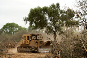 Deforestation