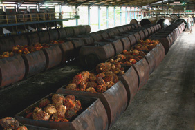Oil mills in Indonesia