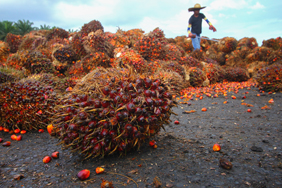 palm oil