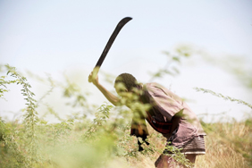 Clearing the invasive woody weed