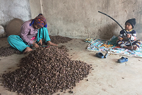 Black cardamom
