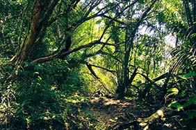 forest