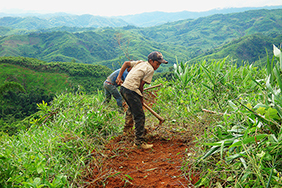 Farmers working in the fields, Laos