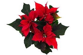 Poinsettia