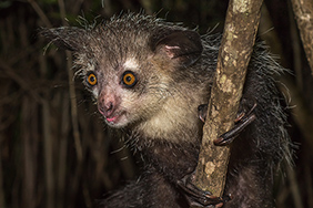 Aye Aye, a long-fingered lemur