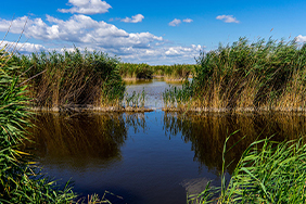 Neusiedlersee Biotop
