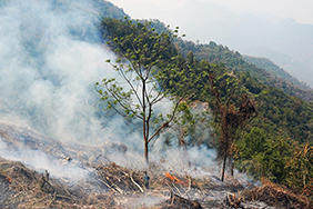 Jhum - Shifting cultivation in the Naga Hills of Myanmar