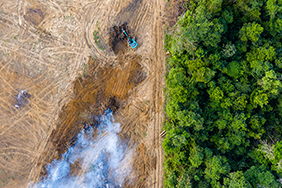 Rainforest being removed to make way for a monoculture