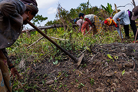 Community work on a Jhum field