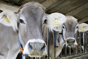 Cows