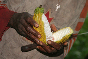 Cocoa farmer opens a cocoa pod
