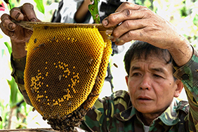 Honey production