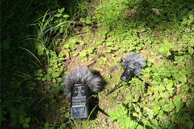 Sound recording devices on forest floor