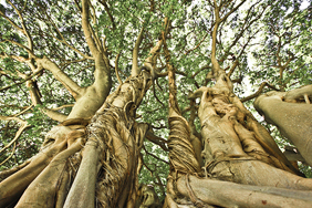 Trees (shutterstock 52066750)