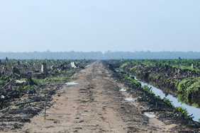 A desolate dirt track, with the trees on either side having been felled. A wood can be seen in the background